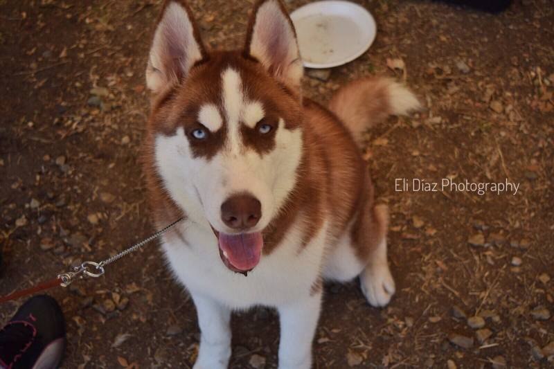 Brandom Lee Ragama's Siberian