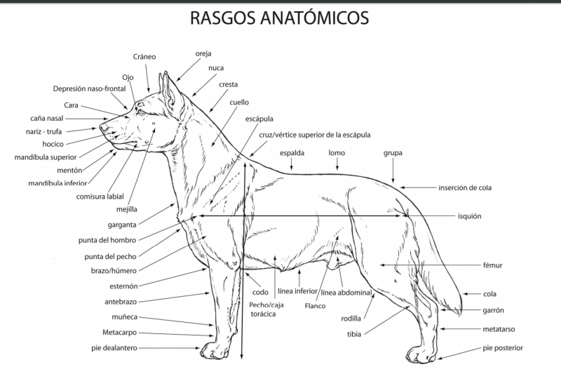 rasgos_anatomicos.png rasgos_anatomicos.png