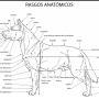 rasgos_anatomicos.png