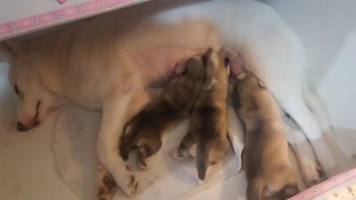 Luna Lama y su primera camada