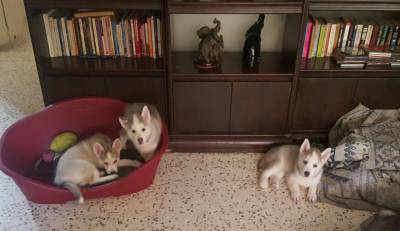  Primera Camada de Drako y Luna Lama